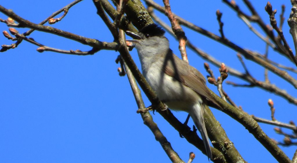 Kapturka, pokrzewka czarnołbista, pokrzewka czarnogłowa (Sylvia atricapilla)