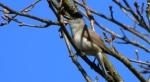 Kapturka, pokrzewka czarnołbista, pokrzewka czarnogłowa (Sylvia atricapilla)