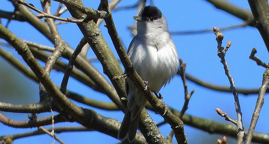 Kapturka, pokrzewka czarnołbista, pokrzewka czarnogłowa (Sylvia atricapilla)