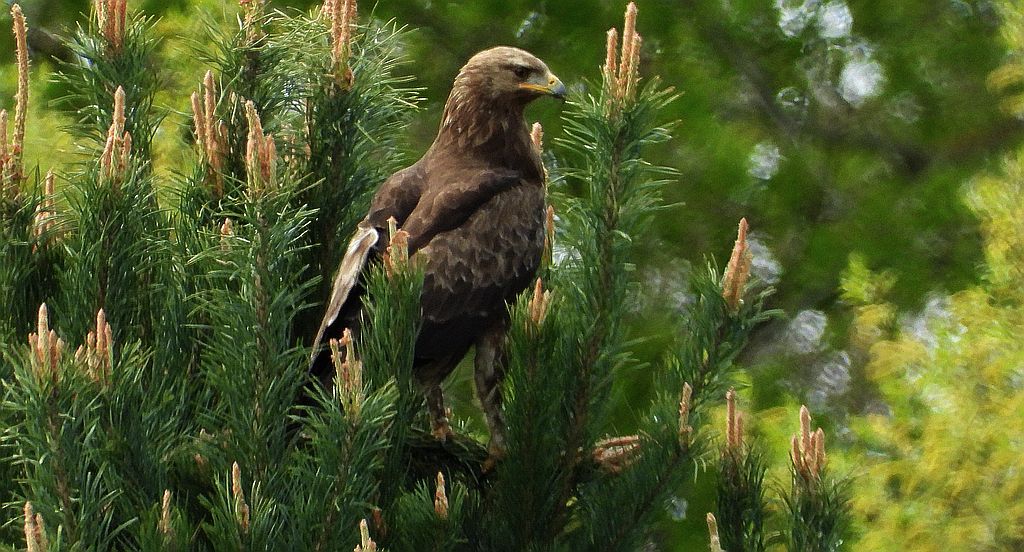 Orlik krzykliwy (Clanga pomarina)