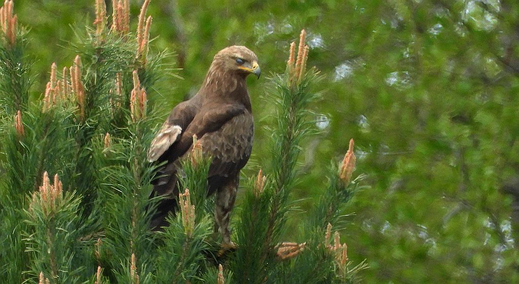 Orlik krzykliwy (Clanga pomarina)