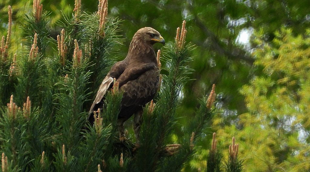 Orlik krzykliwy (Clanga pomarina)