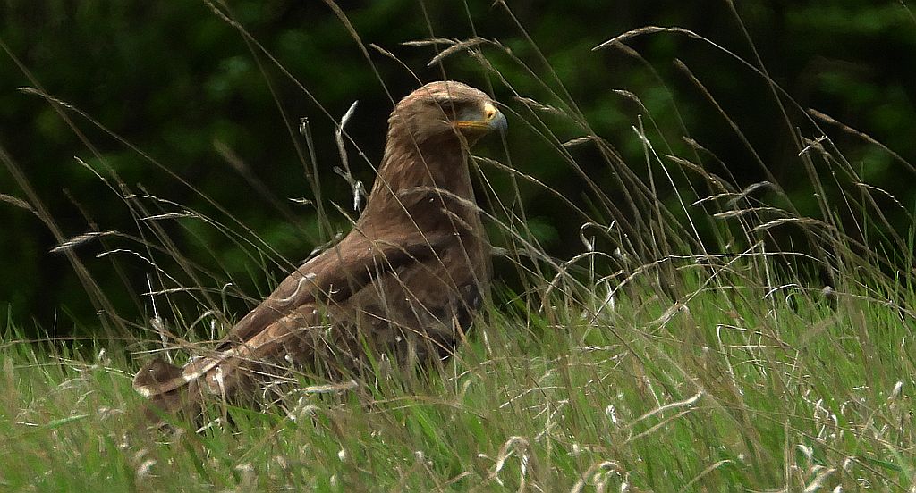 Orlik krzykliwy (Clanga pomarina)