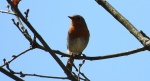 Rudzik, rudzik zwyczajny, raszka (Erithacus rubecula)