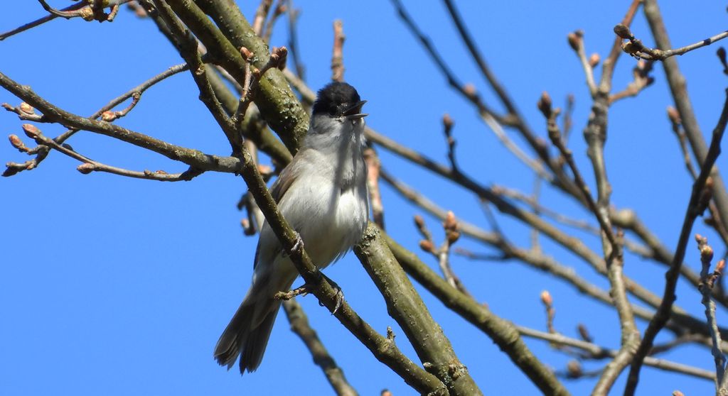 Kapturka, pokrzewka czarnołbista, pokrzewka czarnogłowa (Sylvia atricapilla)