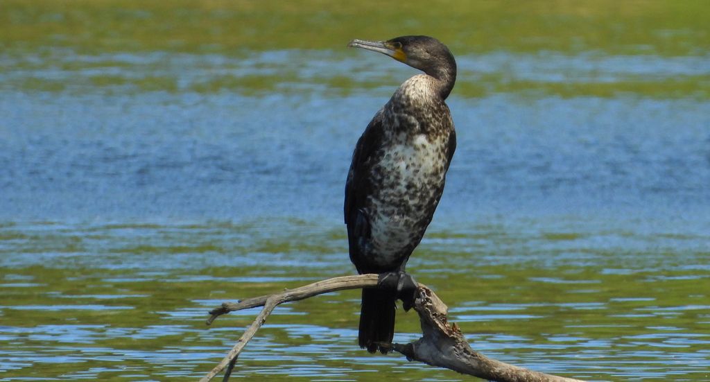 Kormoran zwyczajny, kormoran, kormoran czarny (Phalacrocorax carbo)