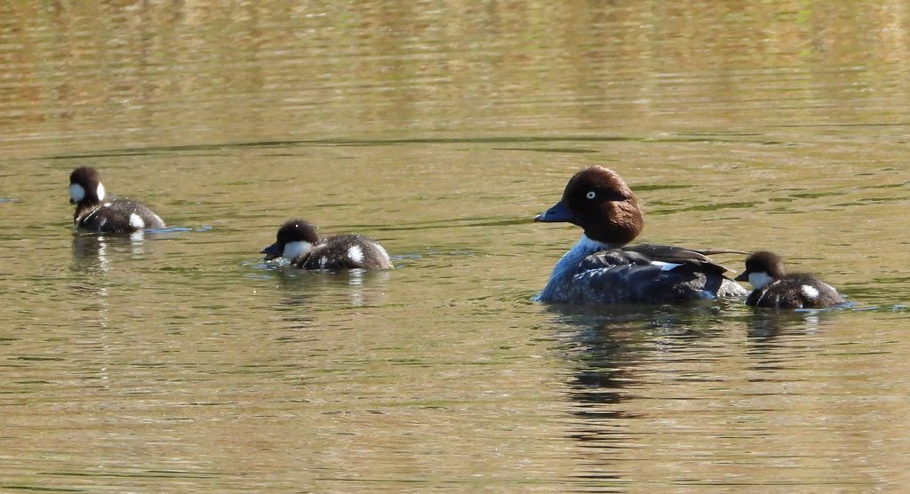 Gągoł, gągoł krzykliwy (Bucephala clangula)