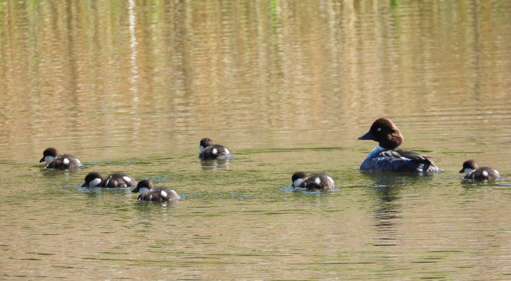Gągoł, gągoł krzykliwy (Bucephala clangula)