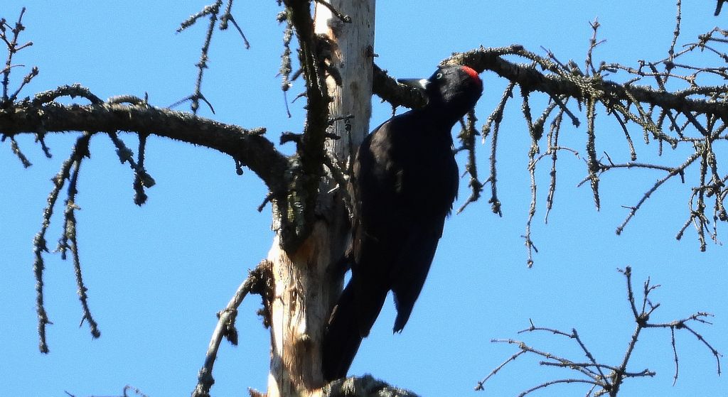 Dzięcioł czarny (Dryocopus martius)