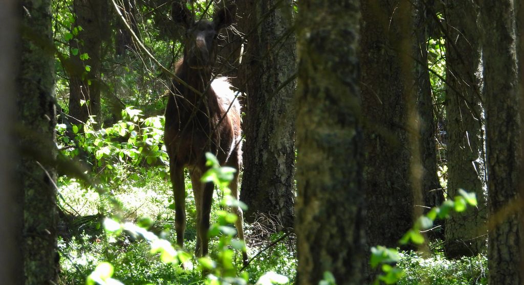 Łoś euroazjatycki, łoś (Alces alces)