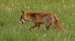Lis rudy, lis pospolity, lis (Vulpes vulpes)
