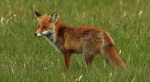 Lis rudy, lis pospolity, lis (Vulpes vulpes)