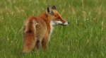 Lis rudy, lis pospolity, lis (Vulpes vulpes)