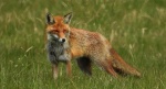 Lis rudy, lis pospolity, lis (Vulpes vulpes)