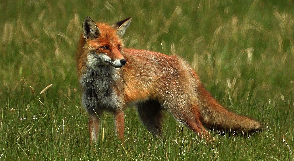 Lis rudy, lis pospolity, lis (Vulpes vulpes)