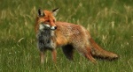 Lis rudy, lis pospolity, lis (Vulpes vulpes)