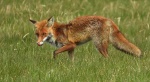 Lis rudy, lis pospolity, lis (Vulpes vulpes)