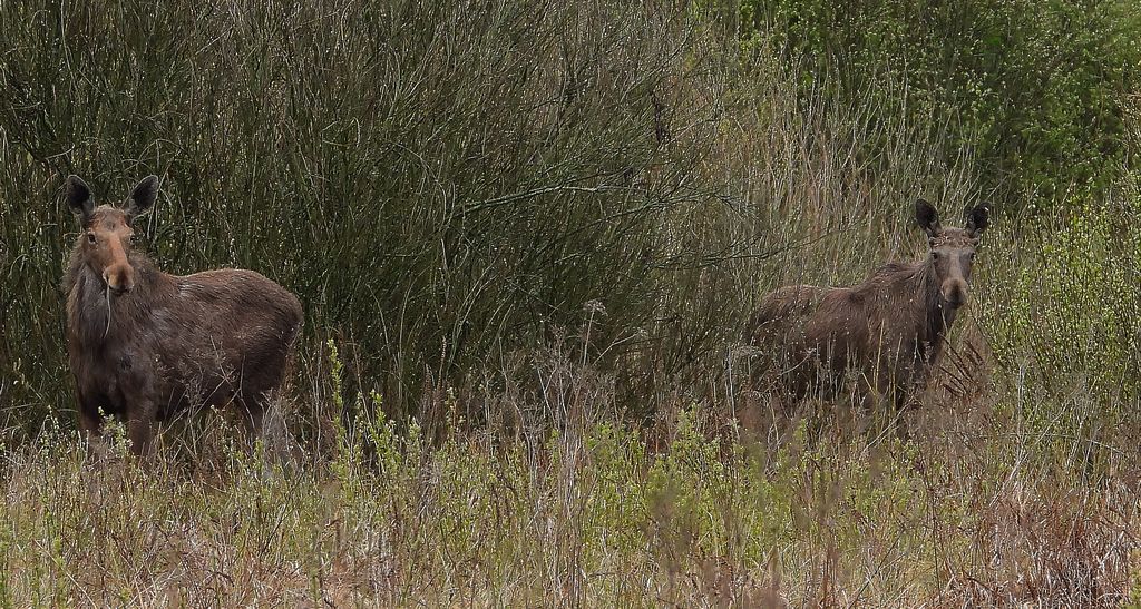 Łoś euroazjatycki (Alces alces)