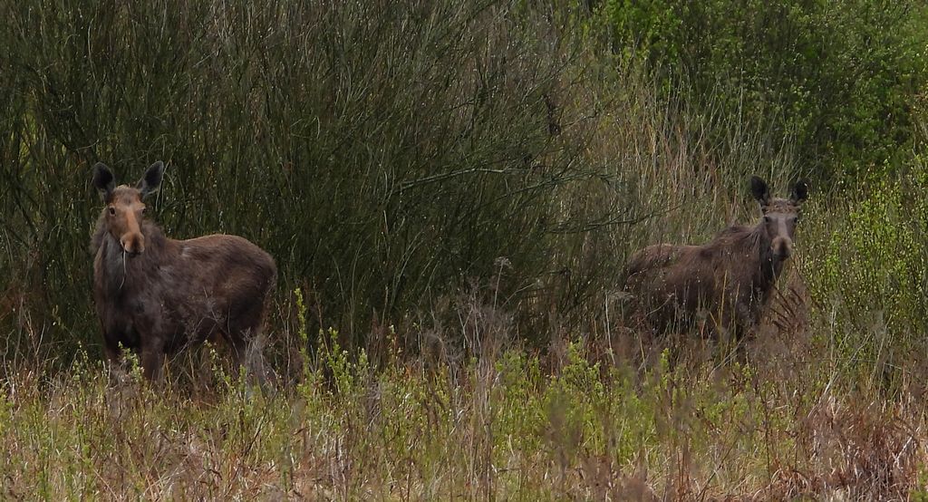 Łoś euroazjatycki (Alces alces)