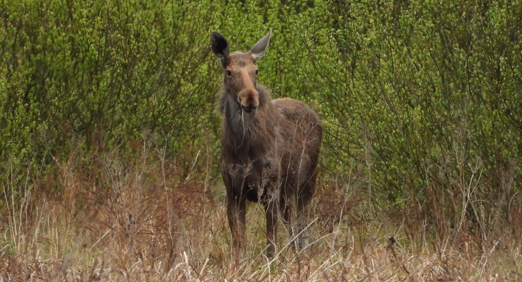 Łoś euroazjatycki (Alces alces)