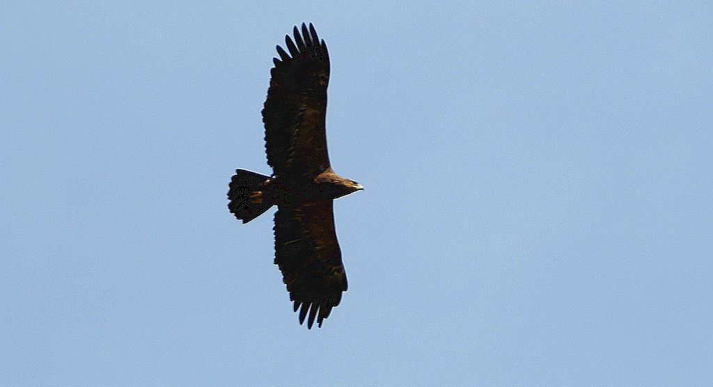 Orlik krzykliwy (Clanga pomarina)