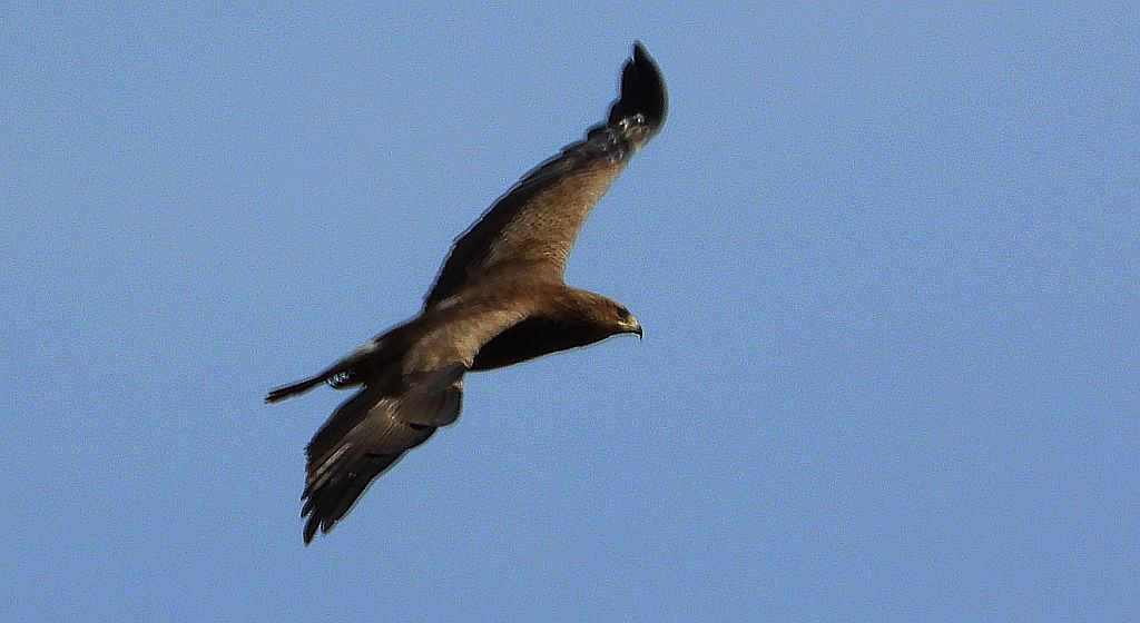 Orlik krzykliwy (Clanga pomarina)