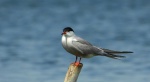 Rybitwa rzeczna, rybitwa zwyczajna (Sterna hirundo)