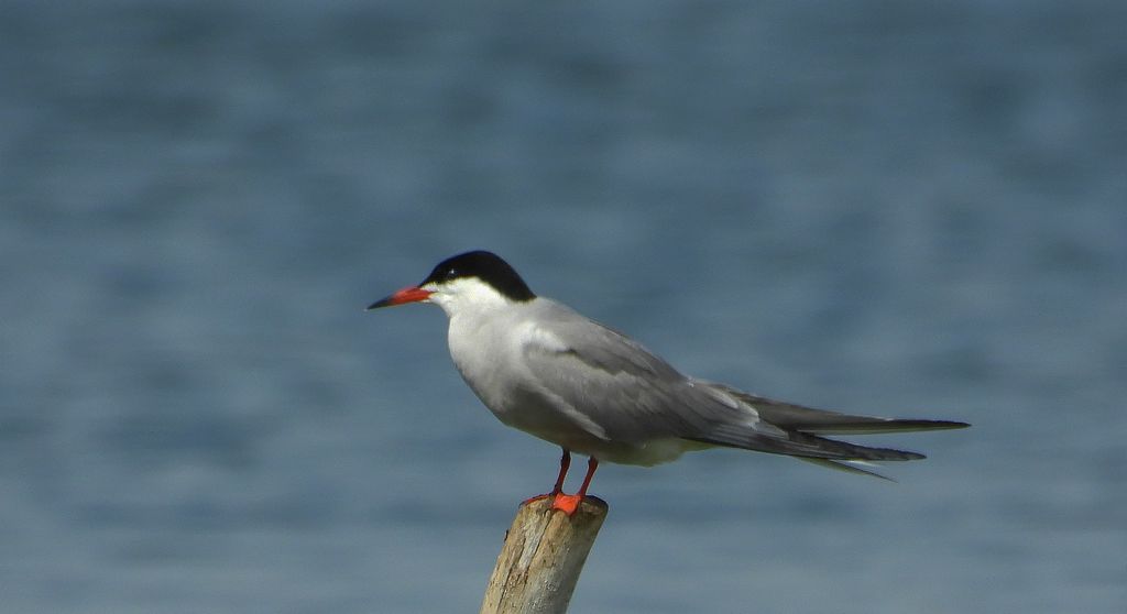 Rybitwa rzeczna, rybitwa zwyczajna (Sterna hirundo)