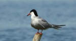 Rybitwa rzeczna, rybitwa zwyczajna (Sterna hirundo)