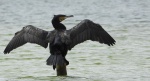 Kormoran zwyczajny, kormoran, kormoran czarny (Phalacrocorax carbo)