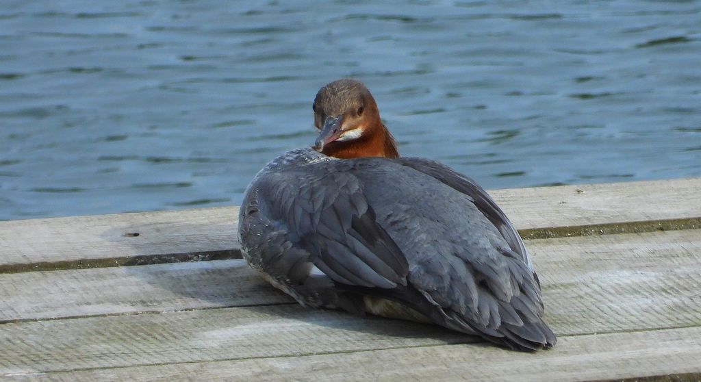 Nurogęś, tracz nurogęś (Mergus merganser)