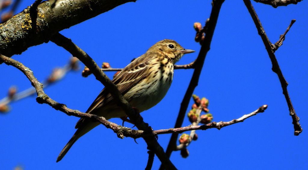 Świergotek drzewny (Anthus trivialis)