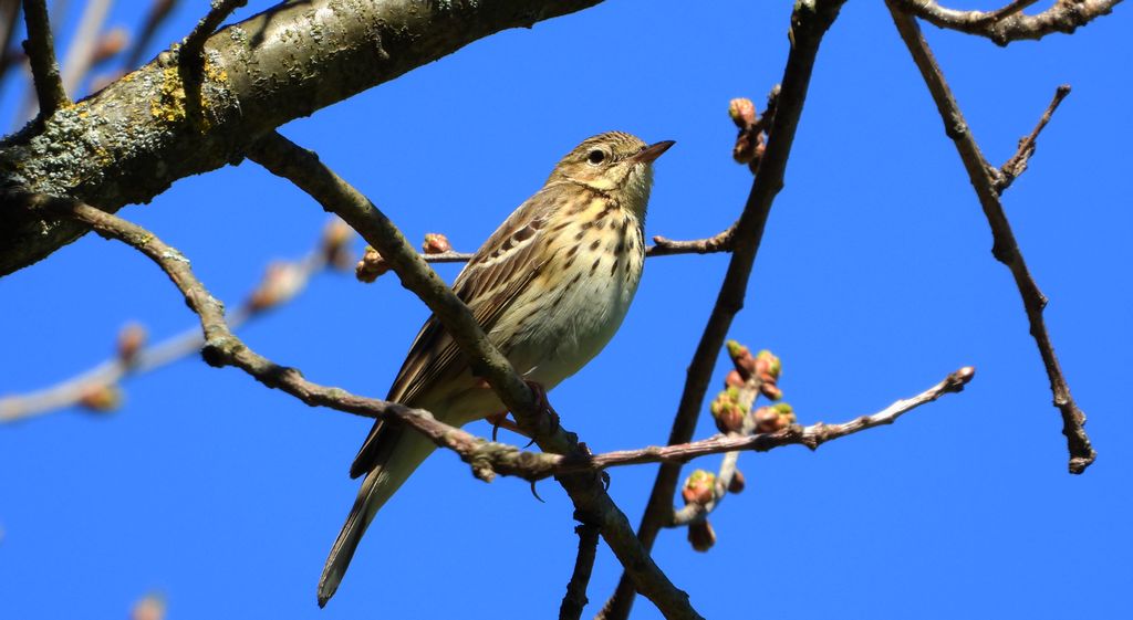 Świergotek drzewny (Anthus trivialis)