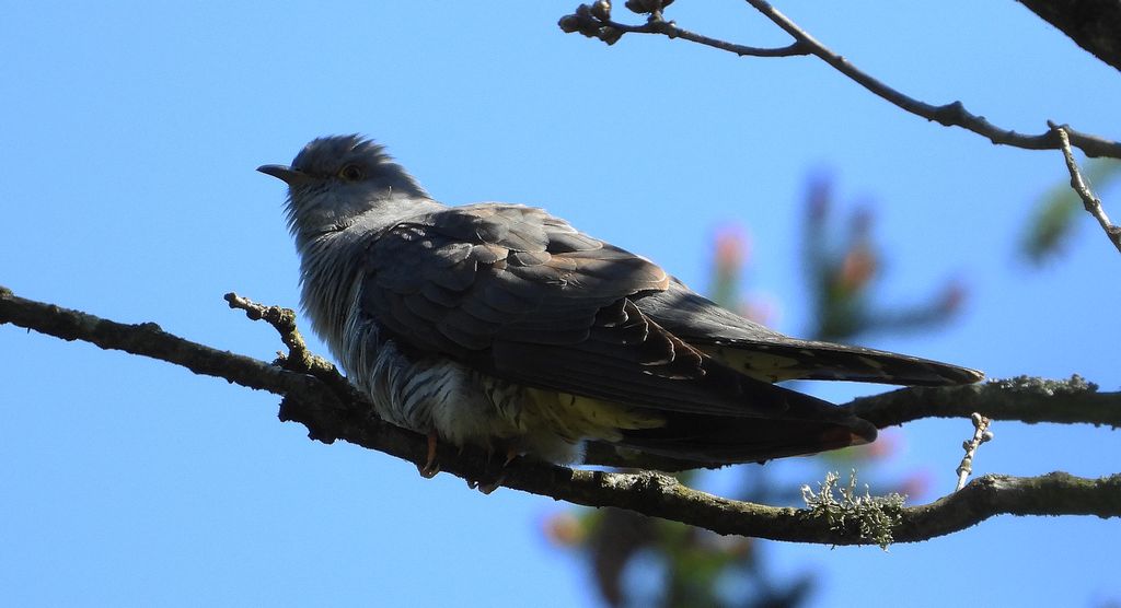 Kukułka zwyczajna, kukułka kukułka pospolita, gżegżółka, zazula, zozula (Cuculus canorus)