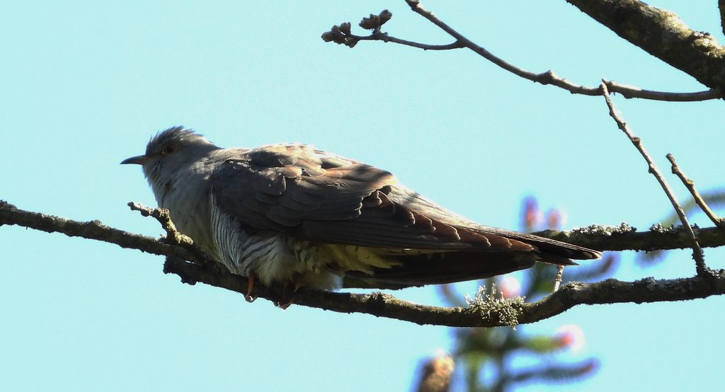 Kukułka zwyczajna, kukułka kukułka pospolita, gżegżółka, zazula, zozula (Cuculus canorus)