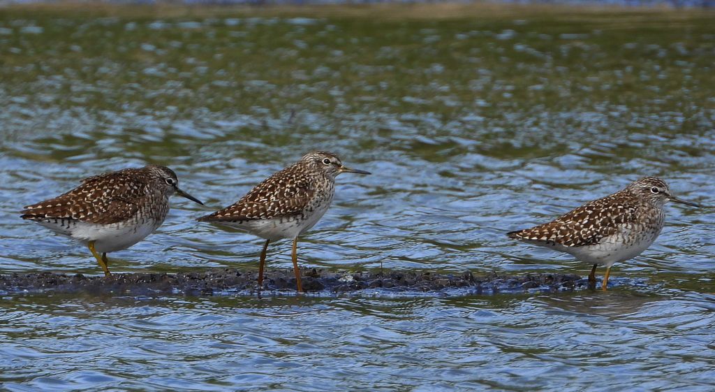 Łęczak, brodziec leśny, trawnik (Tringa glareola)