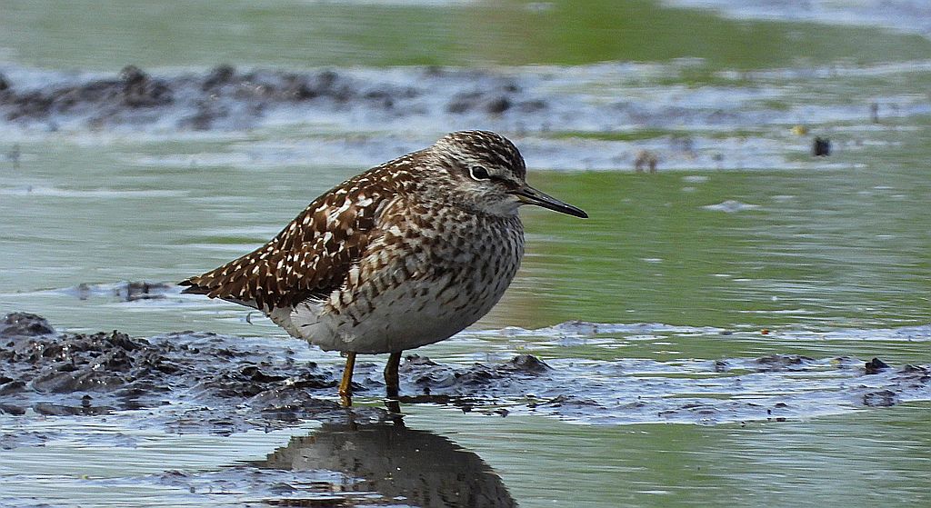 Łęczak, brodziec leśny, trawnik (Tringa glareola)