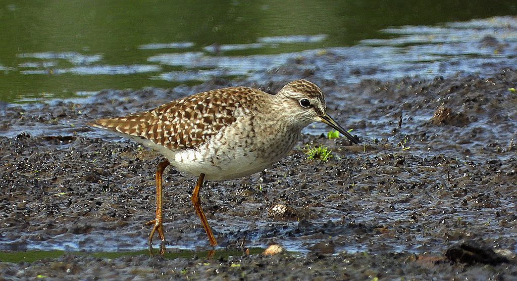 Łęczak, brodziec leśny, trawnik (Tringa glareola)