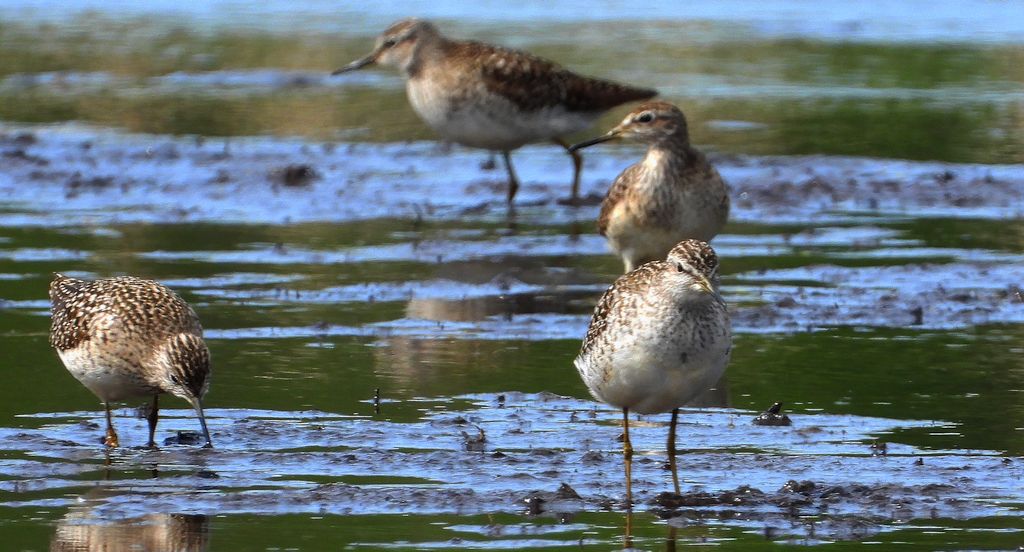 Łęczak, brodziec leśny, trawnik (Tringa glareola)