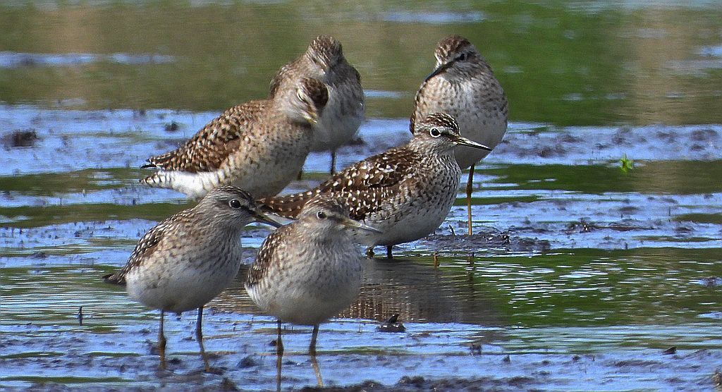 Łęczak, brodziec leśny, trawnik (Tringa glareola)