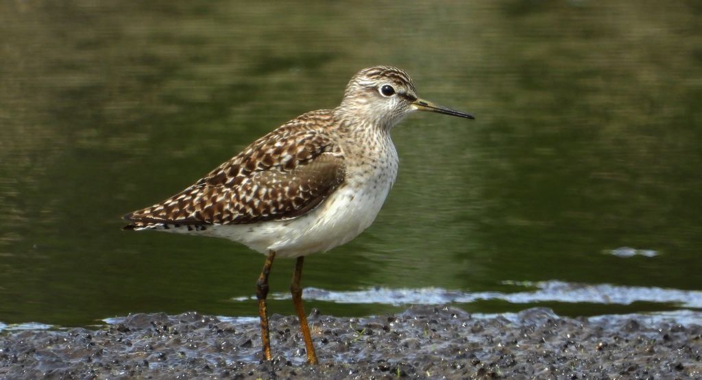 Łęczak, brodziec leśny, trawnik (Tringa glareola)