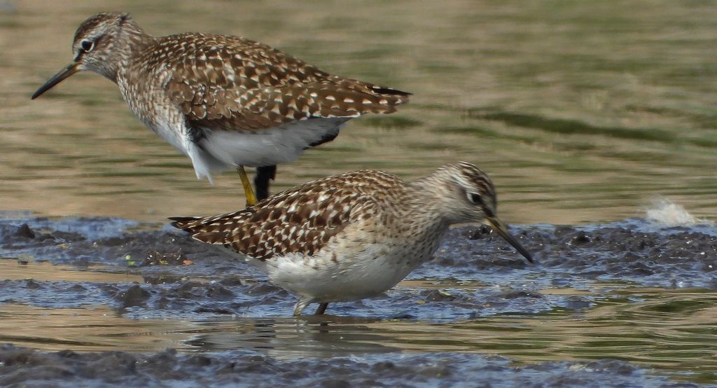 Łęczak, brodziec leśny, trawnik (Tringa glareola)