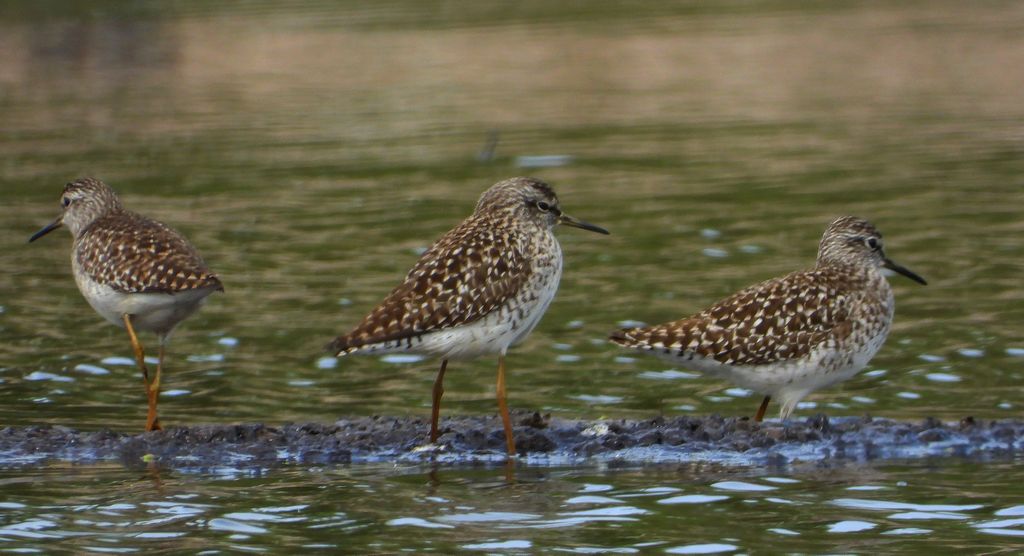 Łęczak, brodziec leśny, trawnik (Tringa glareola)