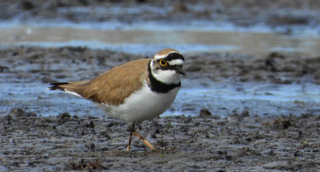 Sieweczka rzeczna, siewka rzeczna, dżdżownik rzeczny (Charadrius dubius)