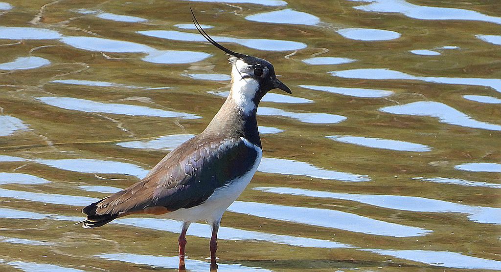 Czajka zwyczajna, czajka pospolita, czajka (Vanellus vanellus)
