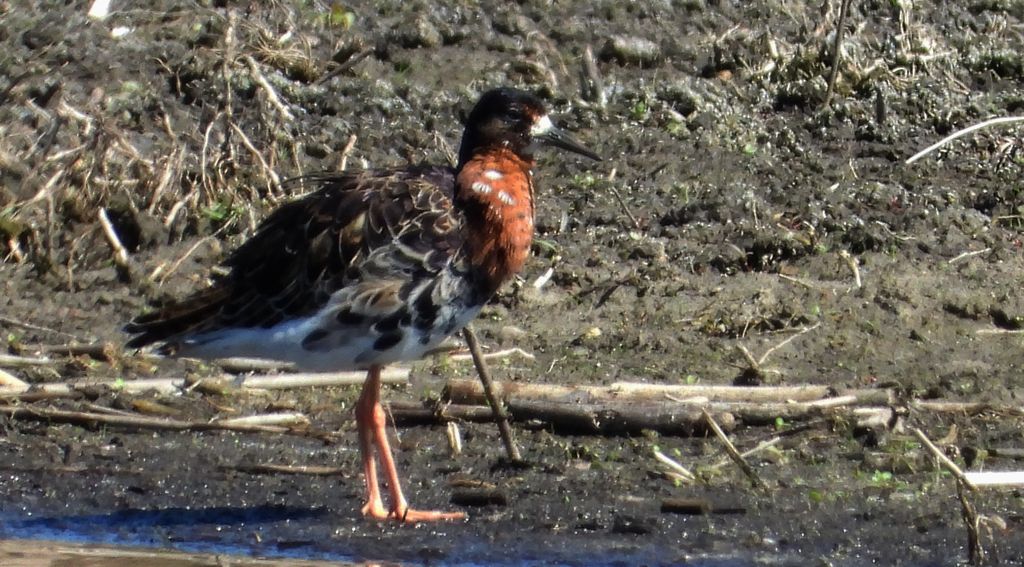 Batalion, bojownik batalion, bojownik zmienny, biegus bojownik, bojownik odmienny (Calidris pugnax)