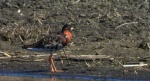 Batalion, bojownik batalion, bojownik zmienny, biegus bojownik, bojownik odmienny (Calidris pugnax)