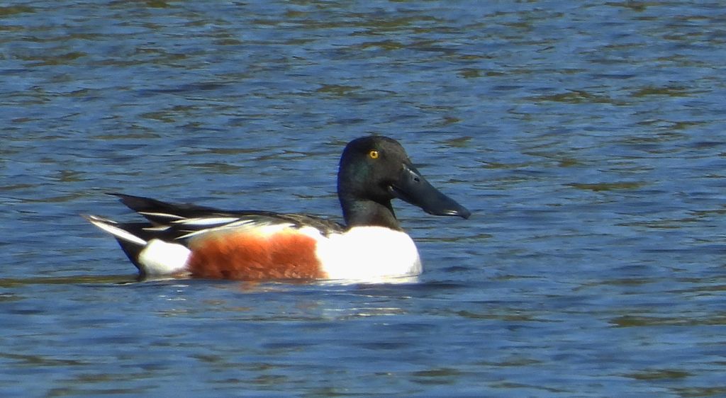 Płaskonos zwyczajny, płaskonos (Spatula clypeata)