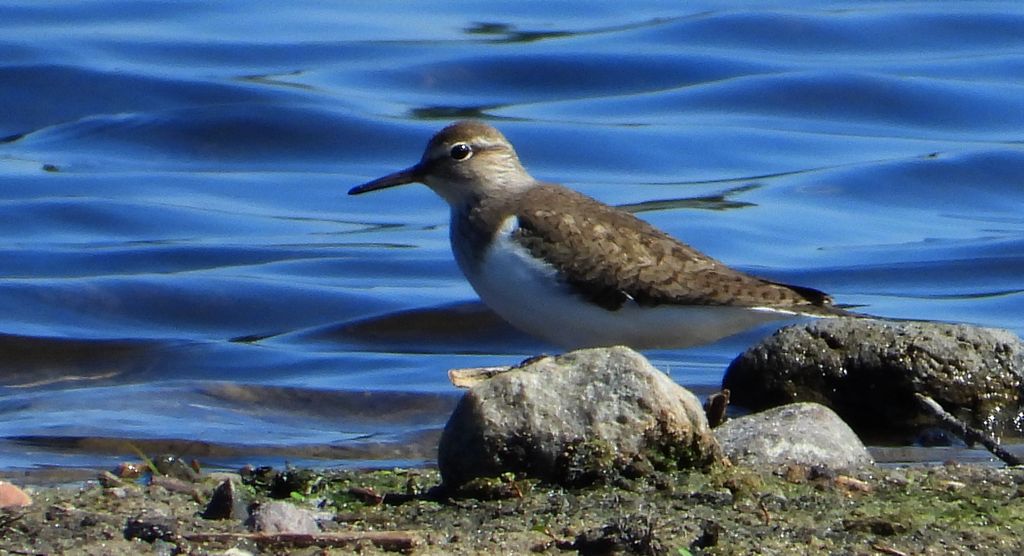Brodziec piskliwy, brodziec krzykliwy, kuliczek piskliwy, piskliwiec (Actitis hypoleucos)