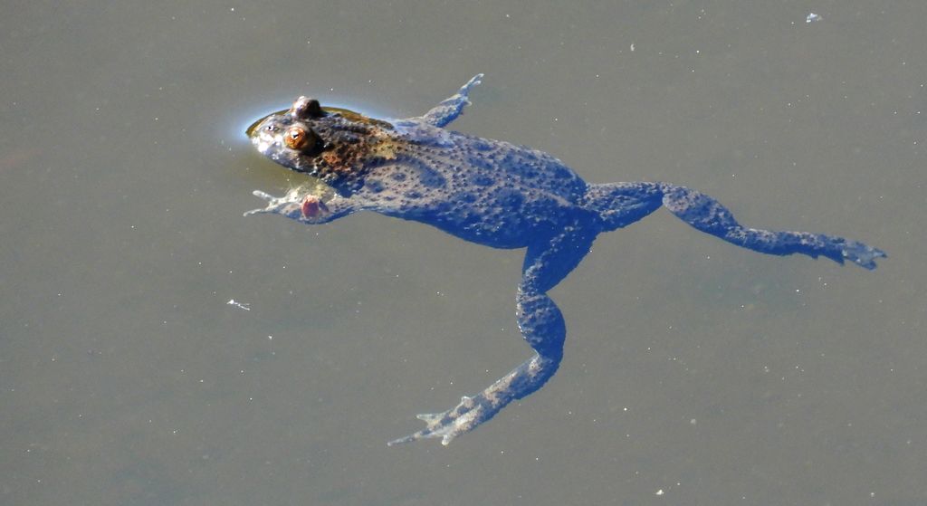 Kumak nizinny (Bombina bombina)